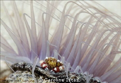 Little porcelain crab on tube anemone by Caroline Istas 